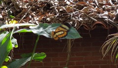 Placidina euryanassa