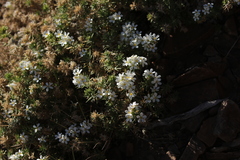 Leptosiphon nuttallii pubescens