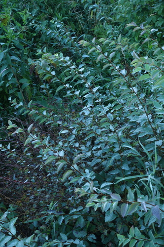 Image of Spiraea chamaedryfolia by (c) Oleg Kosterin, some rights reserved (CC BY)