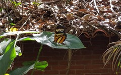 Placidina euryanassa