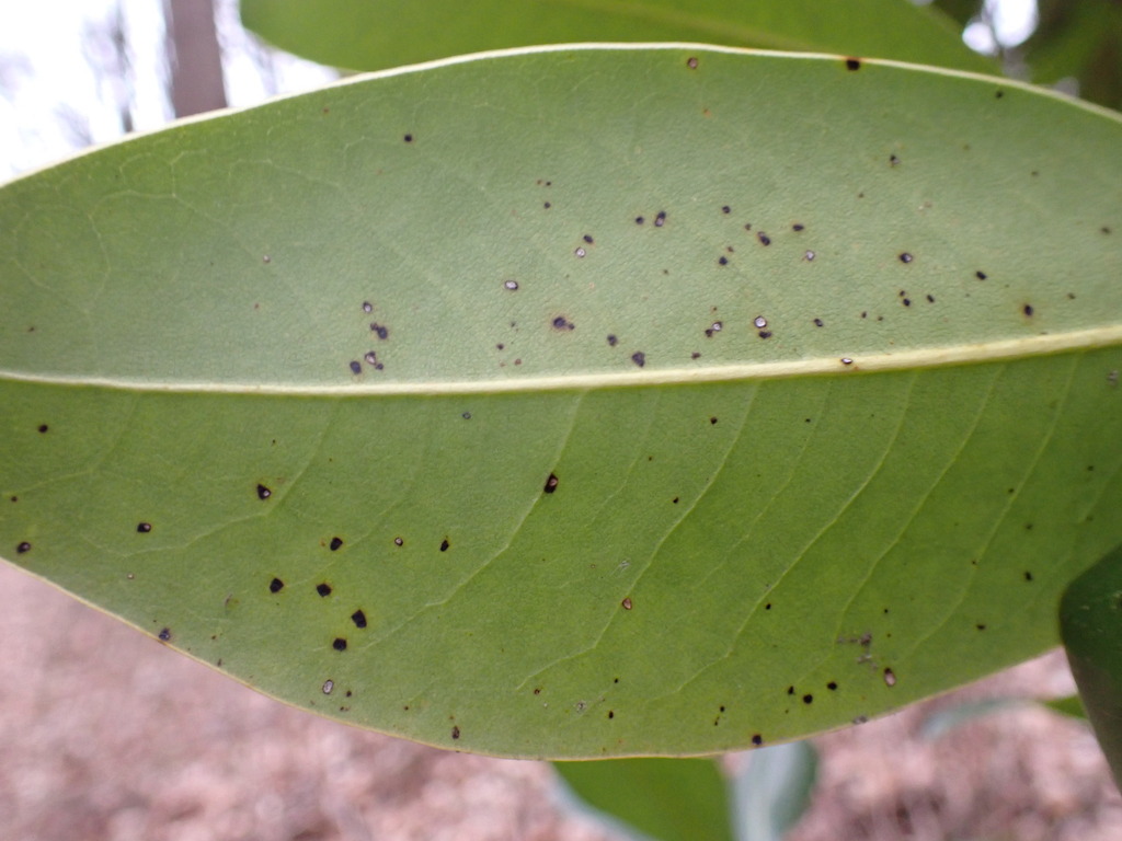 magnolia leaf spot in March 2023 by Sus scrofa. leaf spots on a