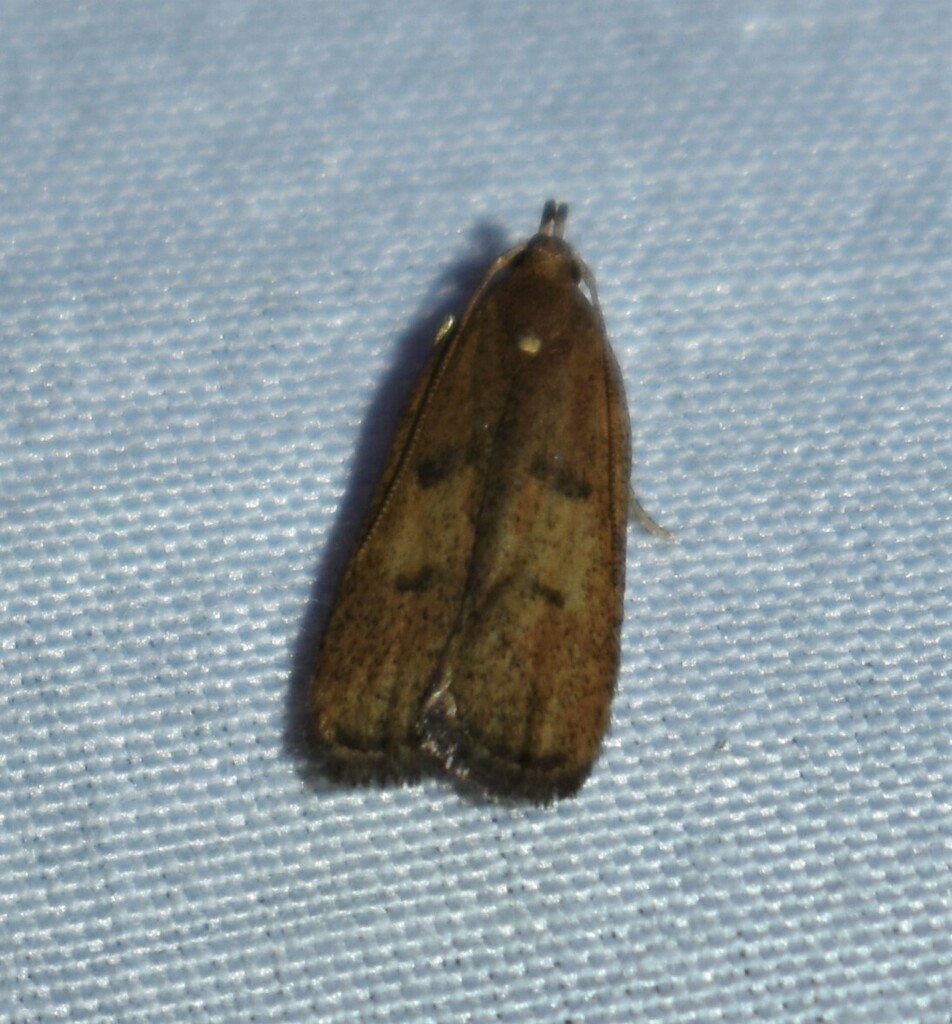 Glyphidocera democratica