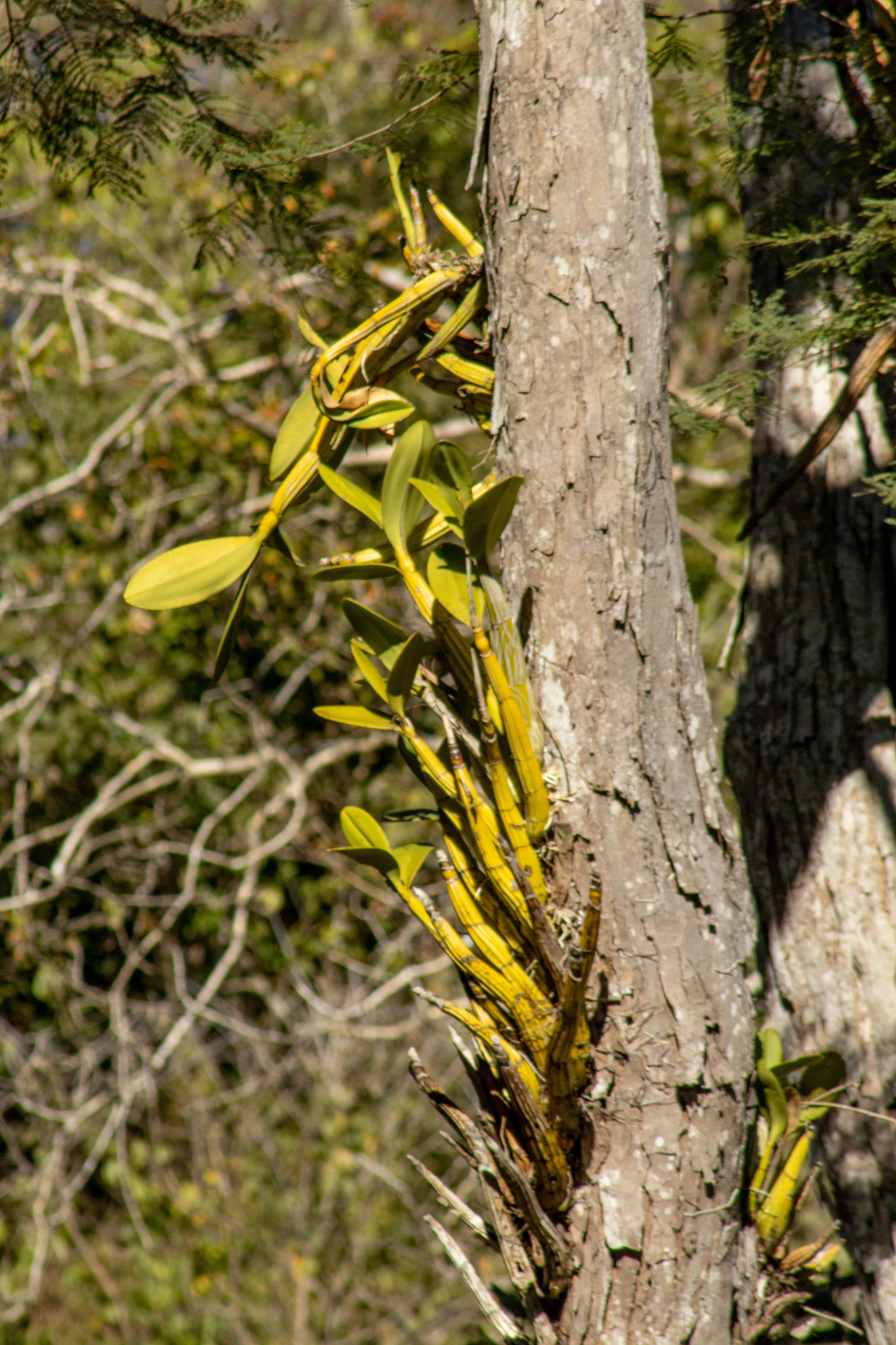 Myrmecophila galeottiana (A.Rich.) Rolfe