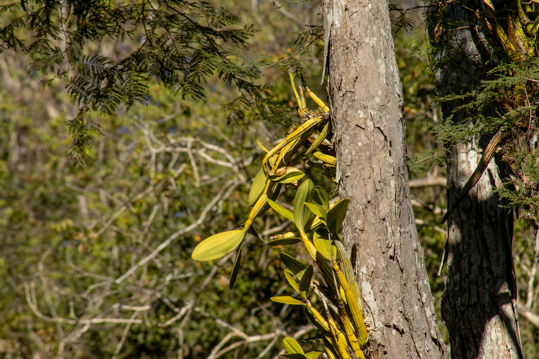 Myrmecophila galeottiana (A.Rich.) Rolfe