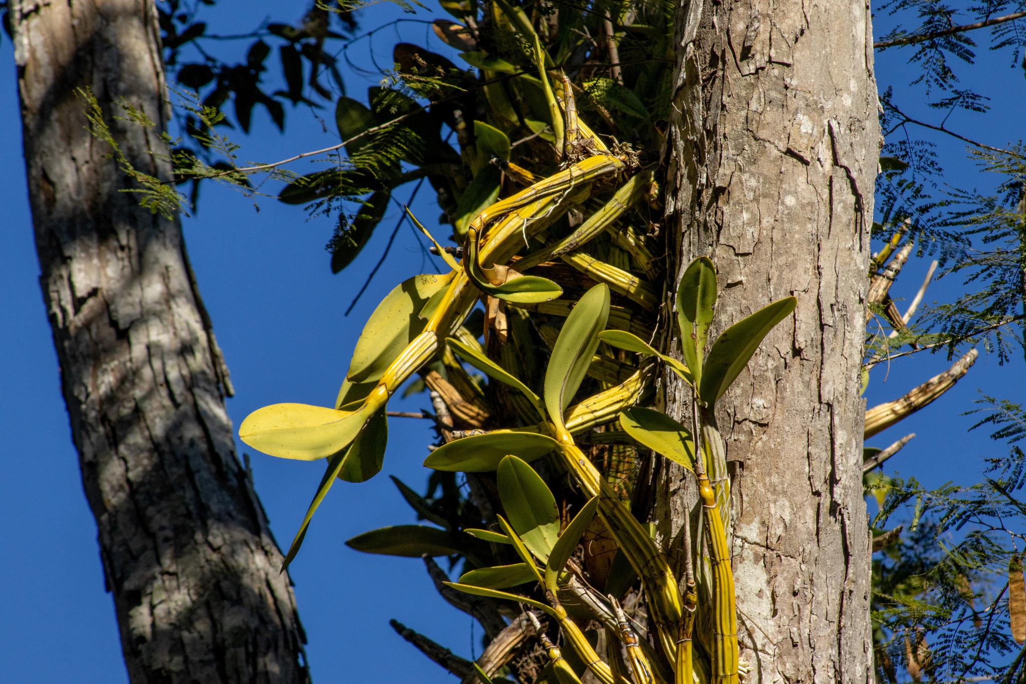 Myrmecophila galeottiana (A.Rich.) Rolfe