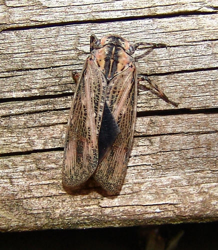 Genus Angulapteryx · iNaturalist