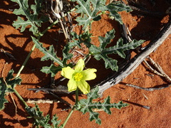 Citrullus naudinianus image