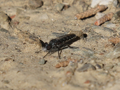 Brachyrhopalinae