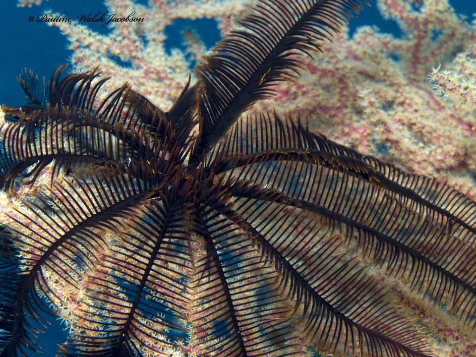 Spinose Feather Star