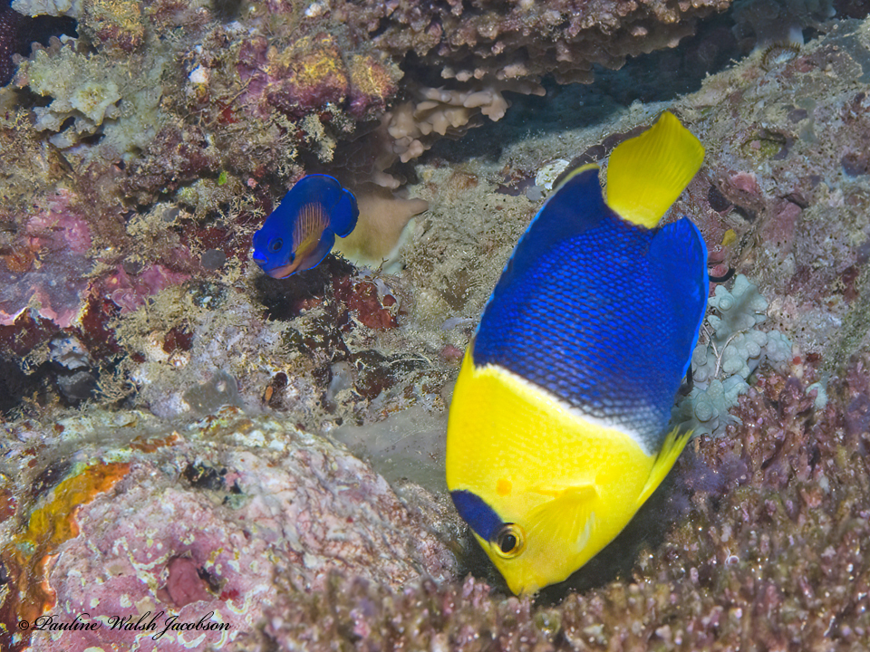 Coral Beauty