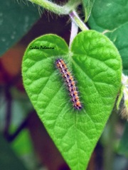 Lepidoptera