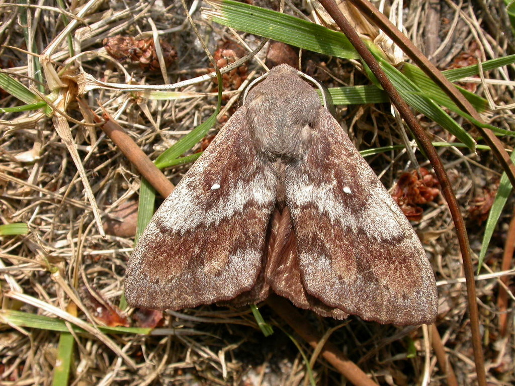 Pine-tree Lappet