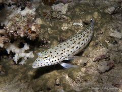 Yellowbanded Sandperch photo 5
