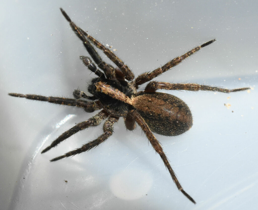 Schizocosa perplexa