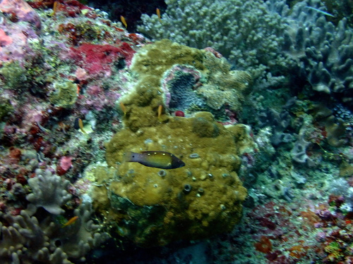 Diana's Hogfish — seen at this dive site
