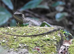 Physignathus cocincinus