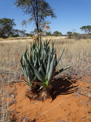 Pseudogaltonia clavata image