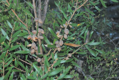 Image of Hakea laevipes by (c) Татьяна Максимова, some rights reserved (CC BY)