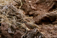 Zenaida galapagoensis