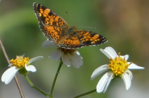 Pearl Crescent photographed in Florida