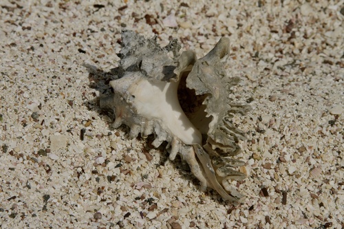 Hexaplex princeps