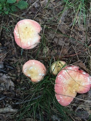 Russula silvicola
