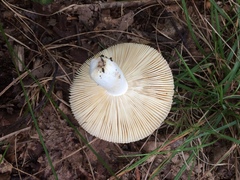 Russula silvicola