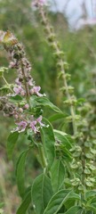 Ocimum americanum image