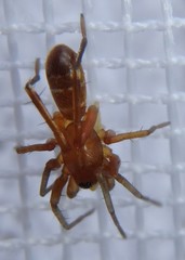 Castianeira trilineata