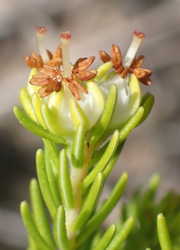 Image of Erica glumiflora by (c) Nicola van Berkel, some rights reserved (CC BY-SA)