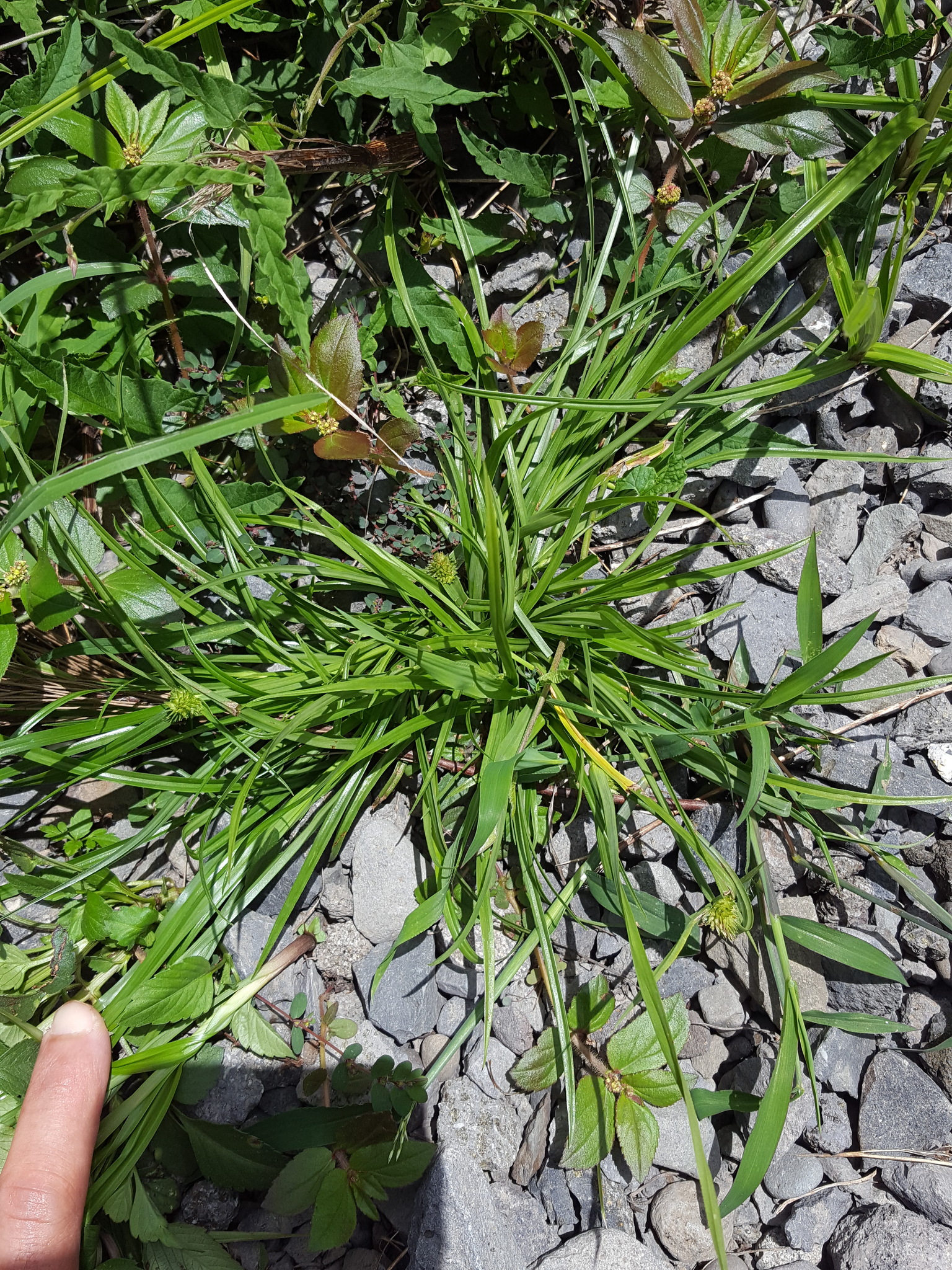 (c) François Rousseu, certains droits réservés (CC BY-NC) https://www.inaturalist.org/observations/150322880