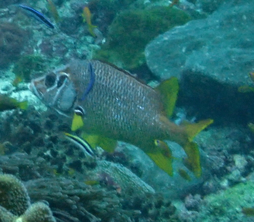 Sabre Squirrelfish — seen at this dive site