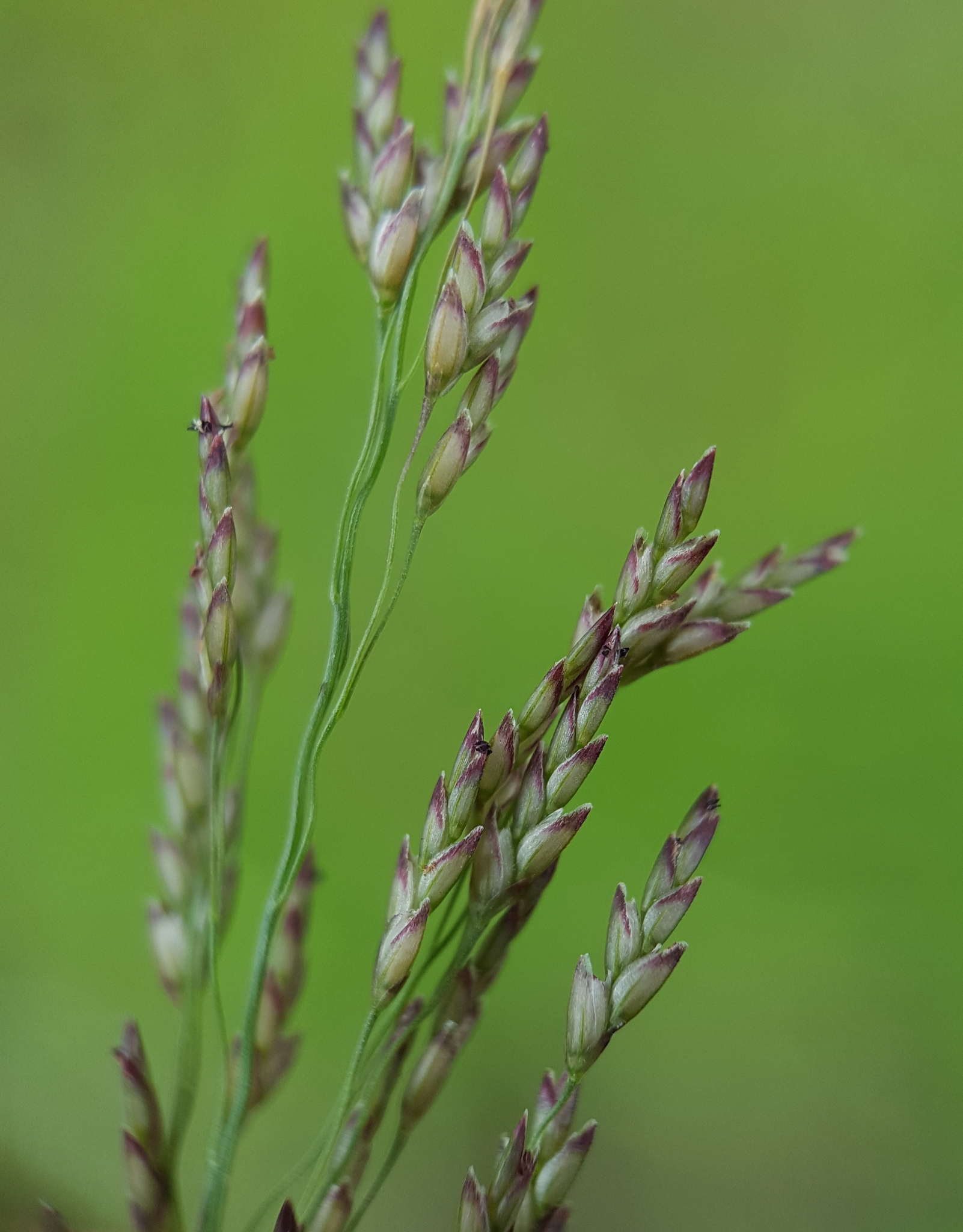 Eragrostis pilosa var. pilosa