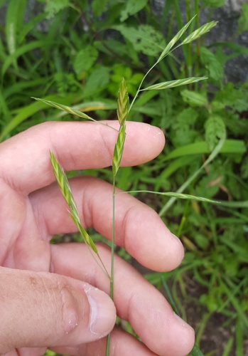 Bromus catharticus image