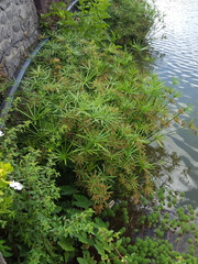 Cyperus alternifolius subsp. flabelliformis image