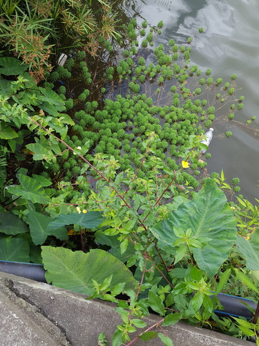 Myriophyllum aquaticum image