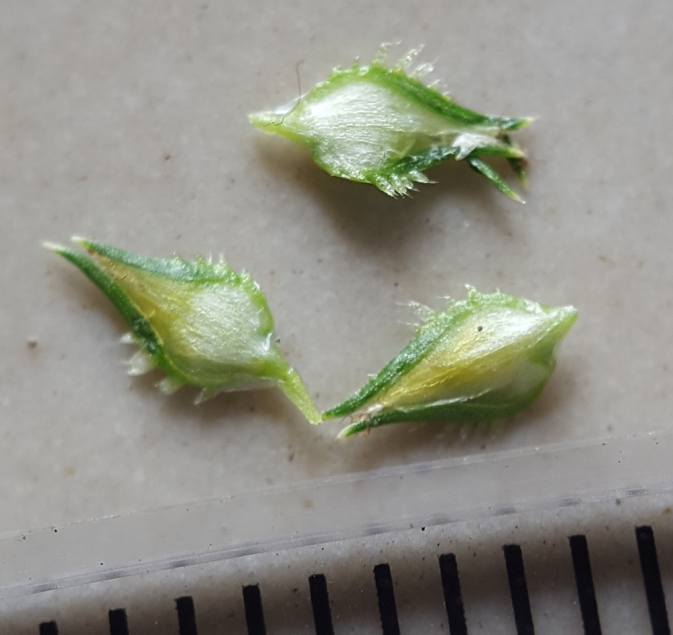 (c) François Rousseu, certains droits réservés (CC BY-NC) https://www.inaturalist.org/observations/150322880