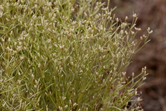 Alternanthera filifolia