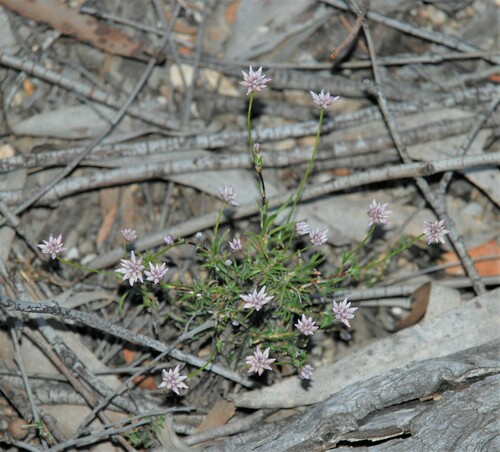 Image of Laxmannia gracilis by (c) Татьяна Максимова, some rights reserved (CC BY)