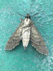 Psilogramma discistriga