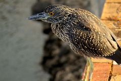 Nyctanassa violacea pauper