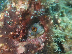 Cortez Barnacle Blenny photo 1