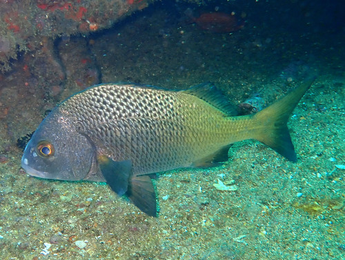 Burrito grunt (Anisotremus interruptus) — Haemulidae