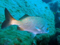 Ponce de Leon's Grunt photo 2