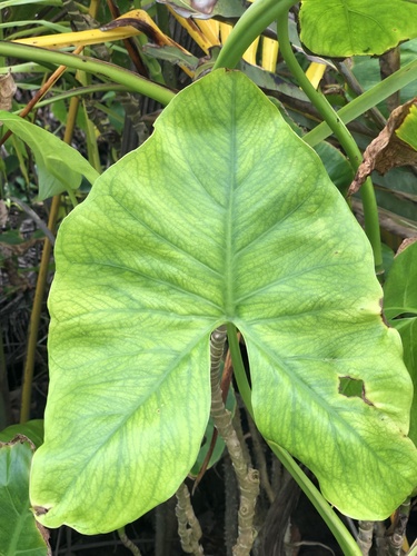 Montrichardia arborescens image