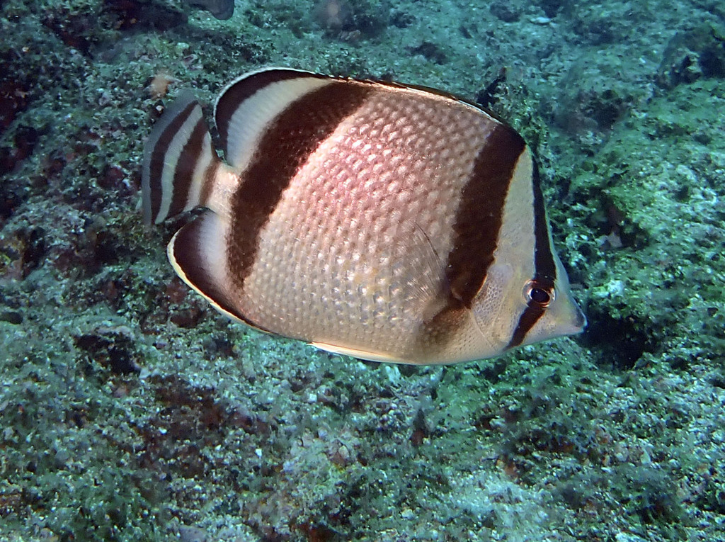Threebanded Butterflyfish