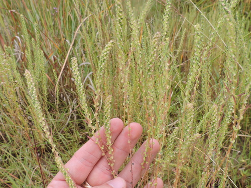 Iva asperifolia, photograph 4