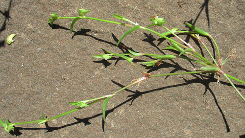 Commelina subulata image