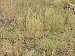 Iva asperifolia, photograph Sam Kieschnick, CC BY, iNaturalist via GBIF