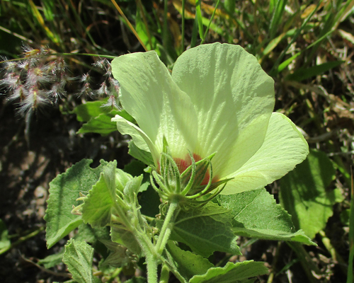 Pavonia senegalensis image